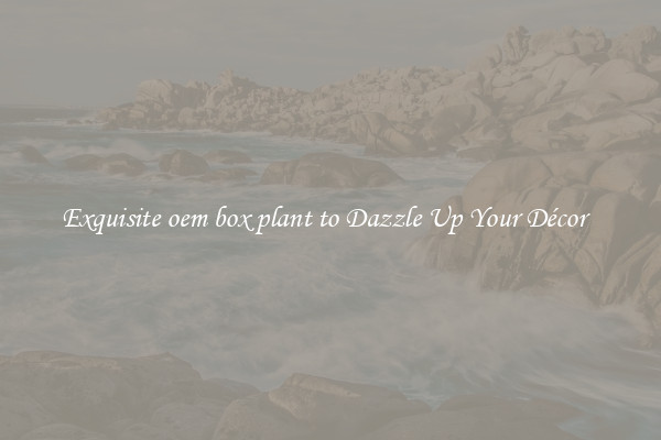Exquisite oem box plant to Dazzle Up Your Décor  